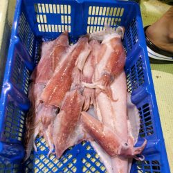 海龍丸（石川） 釣果