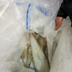 海龍丸（石川） 釣果