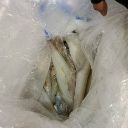 海龍丸（石川） 釣果