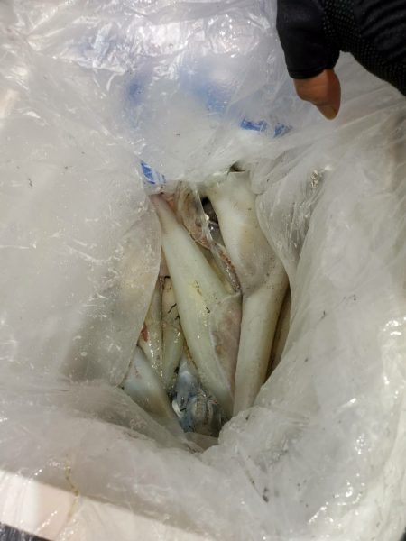 海龍丸（石川） 釣果
