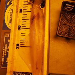 海龍丸（石川） 釣果