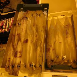 海龍丸（石川） 釣果