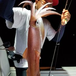 アマテラス 釣果