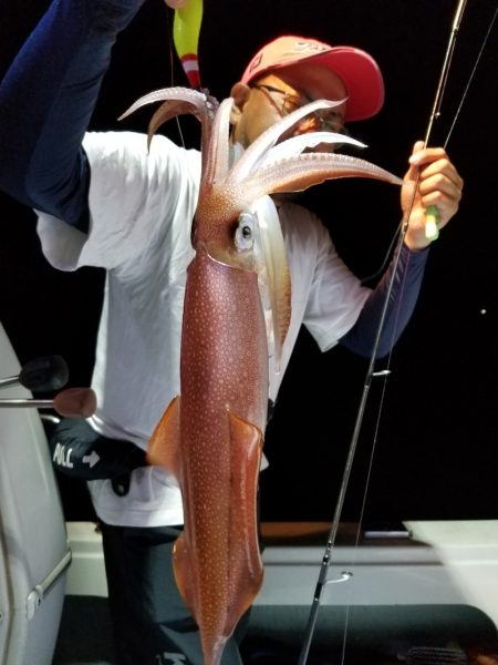 アマテラス 釣果