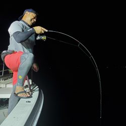 シーライオン 釣果