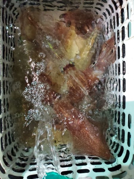 シーライオン 釣果