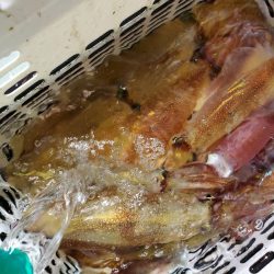 シーライオン 釣果