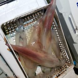 アマテラス 釣果