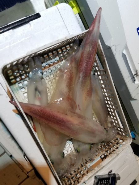 アマテラス 釣果