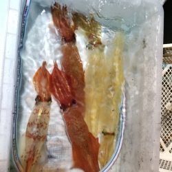 アマテラス 釣果