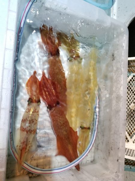 アマテラス 釣果