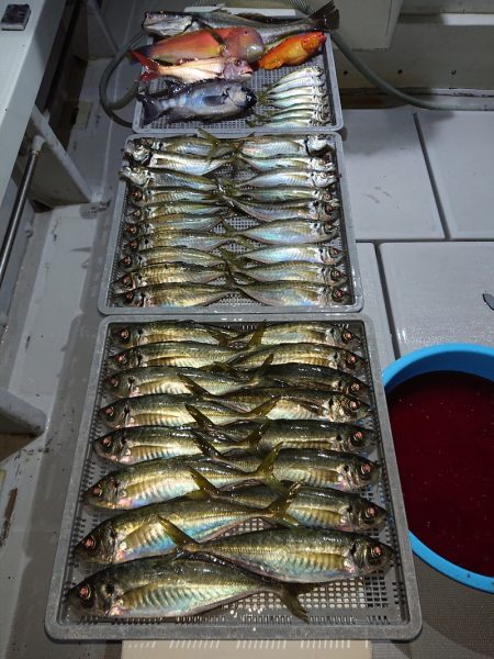 エンペラー 釣果