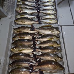 エンペラー 釣果