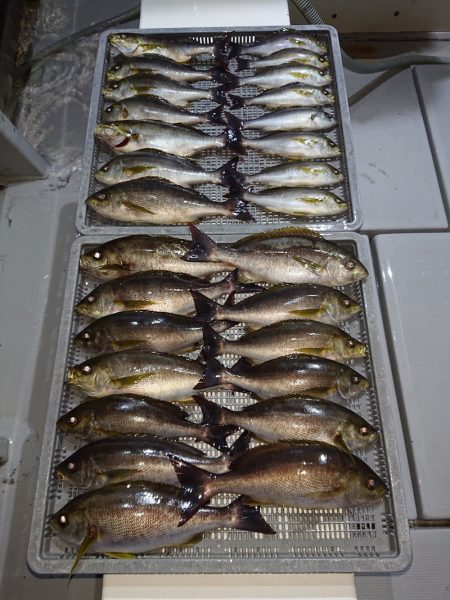 エンペラー 釣果