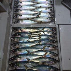 エンペラー 釣果