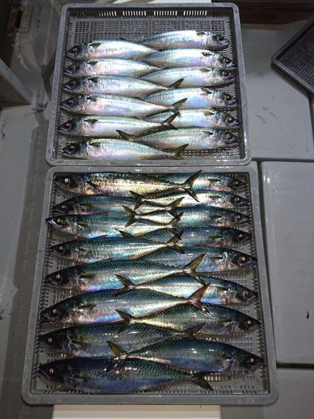 エンペラー 釣果