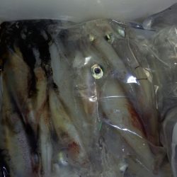 第二龍勢丸 釣果