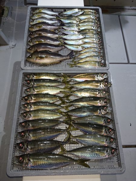 エンペラー 釣果