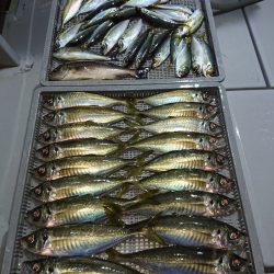 エンペラー 釣果