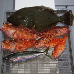 エンペラー 釣果