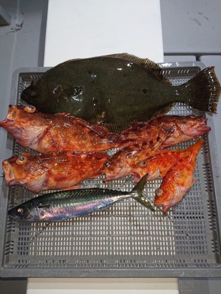 エンペラー 釣果