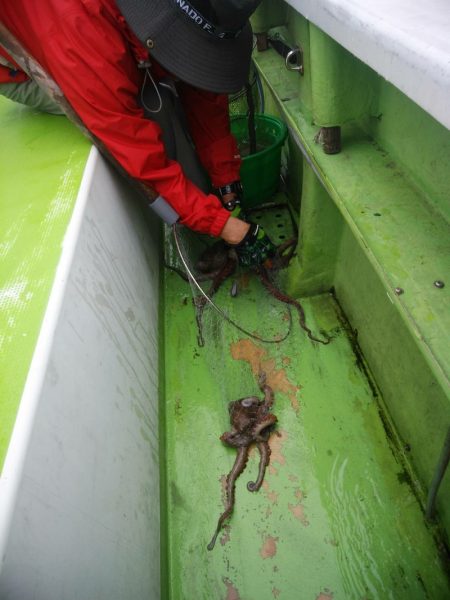 金沢八景鴨下丸 釣果