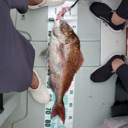 シーライオン 釣果