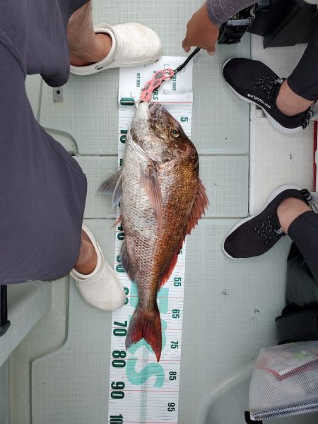 シーライオン 釣果