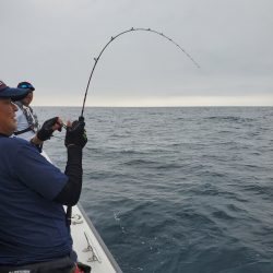 シーライオン 釣果