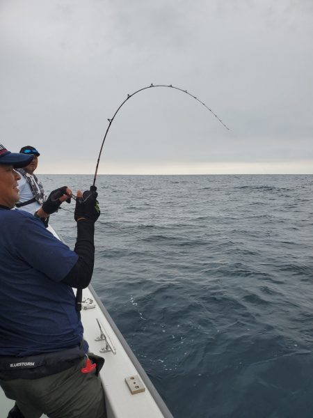 シーライオン 釣果