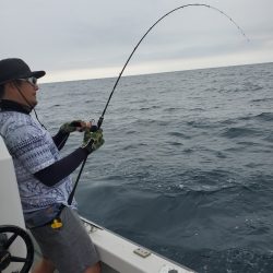 シーライオン 釣果