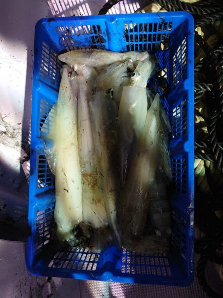 海龍丸（石川） 釣果