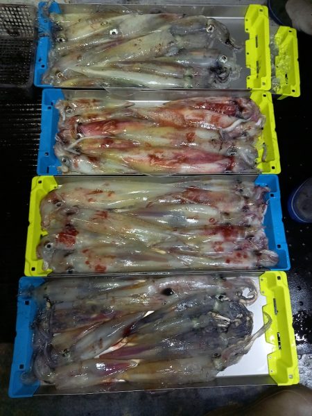 第二龍勢丸 釣果