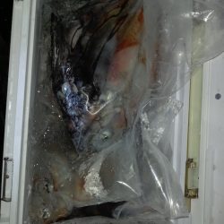 第二龍勢丸 釣果