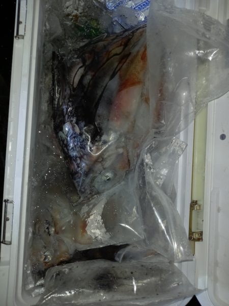 第二龍勢丸 釣果