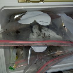 第二龍勢丸 釣果