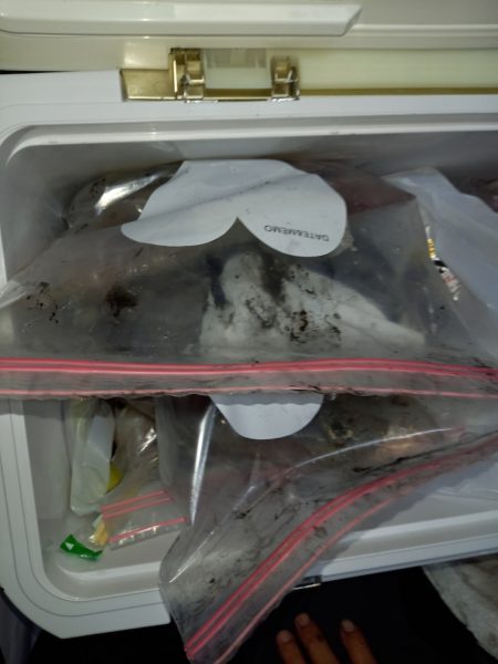 第二龍勢丸 釣果