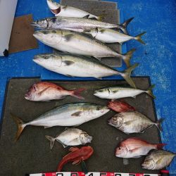 清和丸 釣果