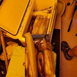 海龍丸（石川） 釣果