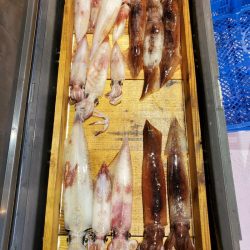 海龍丸（石川） 釣果