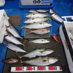 清和丸 釣果