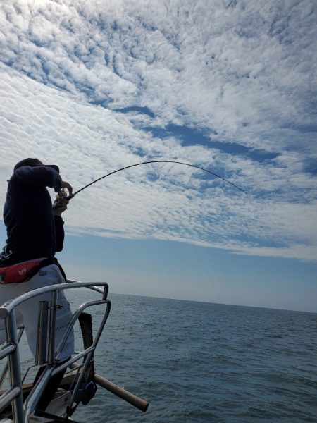 シーライオン 釣果