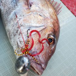 シーライオン 釣果