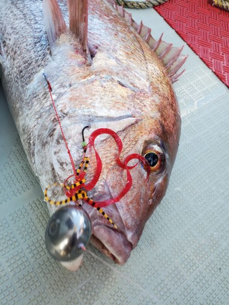 シーライオン 釣果