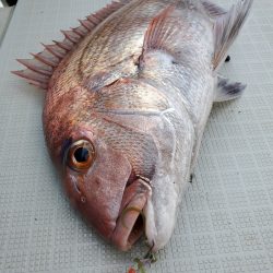 シーライオン 釣果