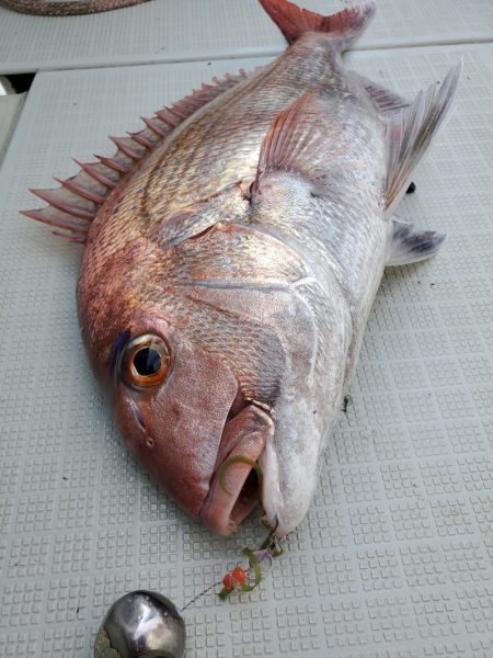 シーライオン 釣果