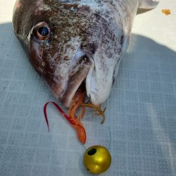 シーライオン 釣果