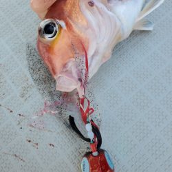 シーライオン 釣果