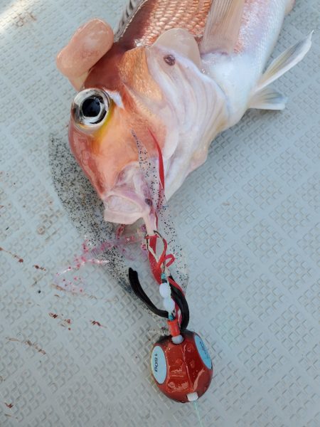 シーライオン 釣果