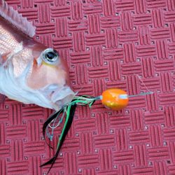 シーライオン 釣果